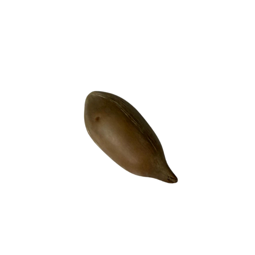 Fava de Ifa